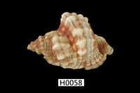 藏品(扭法螺)的圖片